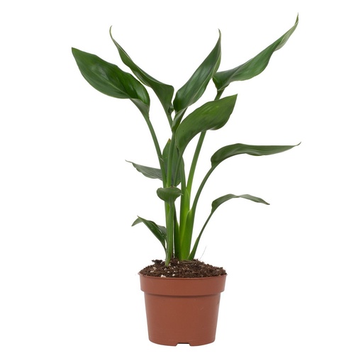 "Strelitzia Reginae - Ø12cm - ↕35cm image"