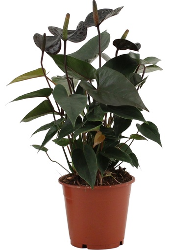 "Anthurium Black Love In Transparant Sleeve - Ø12cm - ↕36cm image"