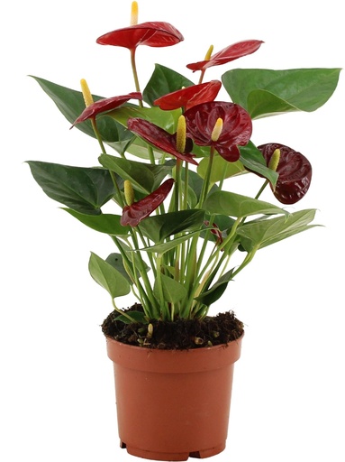 "Anthurium Calon in transparenter Hülle - Ø12cm - ↕36cm image"