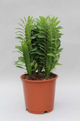 "Euphorbia Trigona - Ø12cm - ↕40cm image"