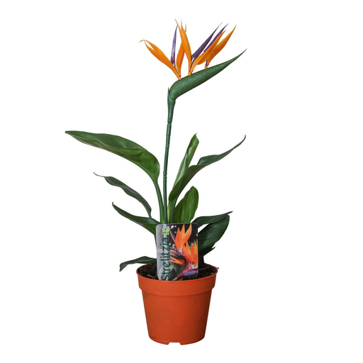 "Strelitzia Reginae P13 2pp (mit Kunstblume) - Ø13cm - ↕35cm image"