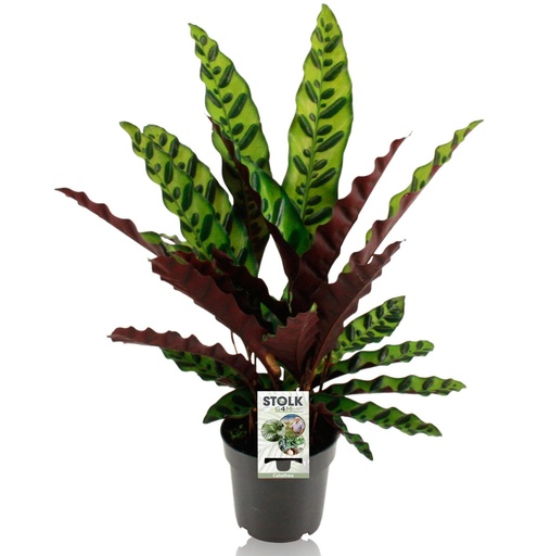 "Lanzenblättrige Korbmarante (Calathea lancifolia) – pflegeleichte Zimmerpflanze, Topf-Ø 14 cm, Höhe ca. 45 cm image"