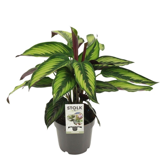 "Königliche Korbmarante (Calathea majestica) – pflegeleichte Zimmerpflanze, Topf-Ø 14 cm, Höhe ca. 45 cm image"