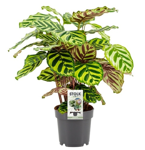 "Pfauen-Korbmarante (Calathea makoyana) – pflegeleichte Zimmerpflanze, Topf-Ø 14 cm, Höhe ca. 45 cm image"