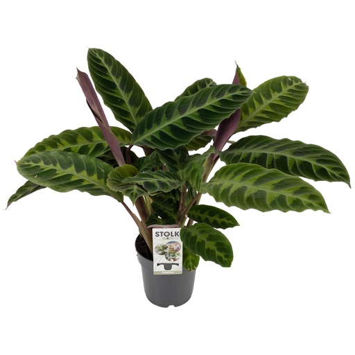 "Calathea Warscewiczii - Ø14cm - ↕50cm image"