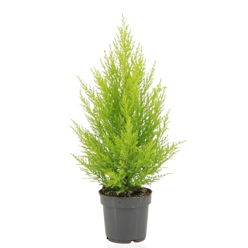 "Cupressus Macrocarpa Goldcrest Wilma - Ø14cm - ↕55cm image"