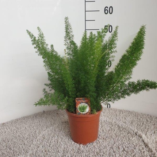 "Zierspargel (Asparagus densiflorus) – pflegeleichte Zimmerpflanze, Topf-Ø 17 cm, Höhe ca. 50 cm image"