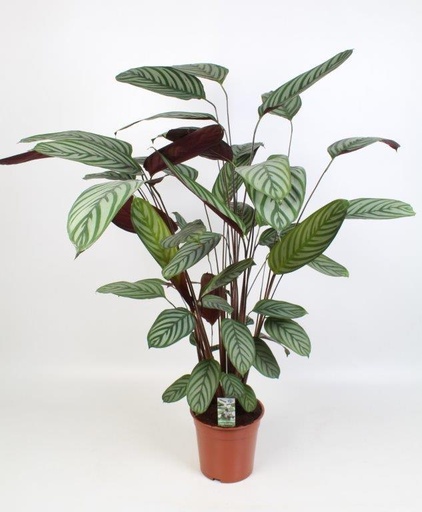 "Korbmarante (Ctenanthe oppenheimiana) – pflegeleichte Zimmerpflanze, Topf-Ø 21 cm, Höhe ca. 100 cm image"
