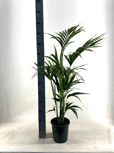 "KENTIA - P21 H110 - 5PP - EcoLine (Howea Forsteriana - Ø21cm - ↕110cm image"
