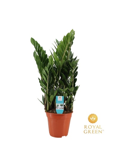 "Zamioculcas 21cm - Ø21cm - ↕75cm image"