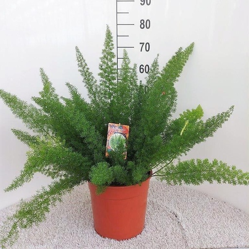 "Zierspargel (Asparagus densiflorus) – pflegeleichte Zimmerpflanze, Topf-Ø 27 cm, Höhe ca. 60 cm image"