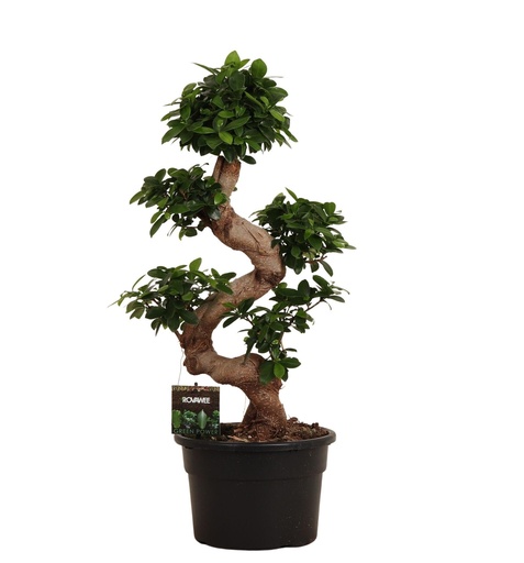 "Ficus Microcarpa Ginseng - 80 cm - Ø27 cm image"