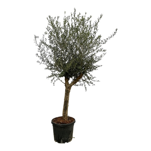 "Olivenbaum (Olea lorc) – pflegeleichte Zimmerpflanze, Topf-Ø 45 cm, Höhe ca. 200 cm image"