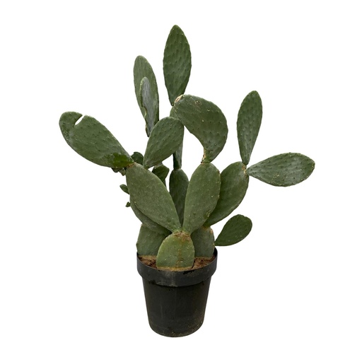"Kaktus Opuntia - 120cm Ø38cm image"