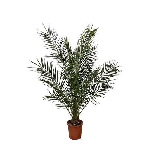 "Phoenix Canariensis - 170 cm - Ø27cm image"