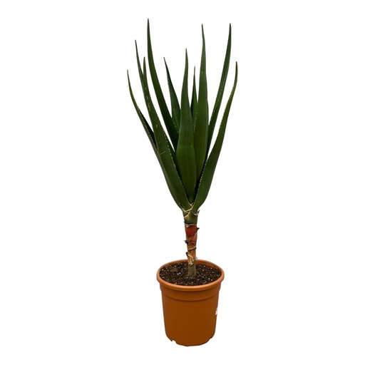 "Aloe Barberae - 180 cm - Ø24cm image"
