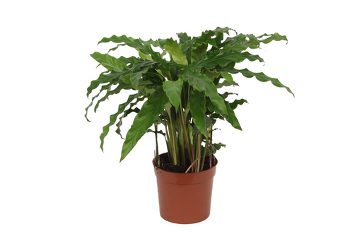 "Calathea Bluegrass - 35 cm - Ø12cm image"