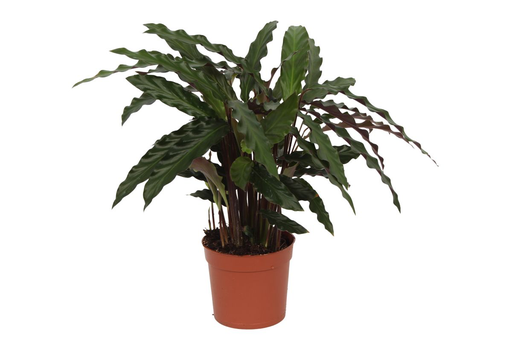"Korbmarante (Calathea roseopicta) – pflegeleichte Zimmerpflanze, Topf-Ø 17 cm, Höhe ca. 70 cm image"