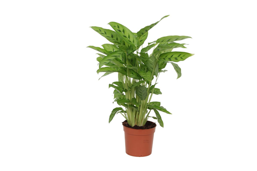 "Leoparden-Korbmarante (Calathea leopardina) – pflegeleichte Zimmerpflanze, Topf-Ø 12 cm, Höhe ca. 40 cm image"