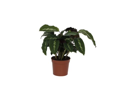 "Korbmarante (Calathea maui) – pflegeleichte Zimmerpflanze, Topf-Ø 12 cm, Höhe ca. 35 cm image"