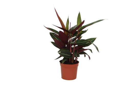 "Korbmarante (Calathea lancifolia) – pflegeleichte Zimmerpflanze, Topf-Ø 12 cm, Höhe ca. 40 cm image"