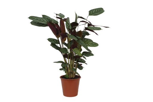 "Korbmarante (Calathea compactstar) – pflegeleichte Zimmerpflanze, Topf-Ø 19 cm, Höhe ca. 80 cm image"