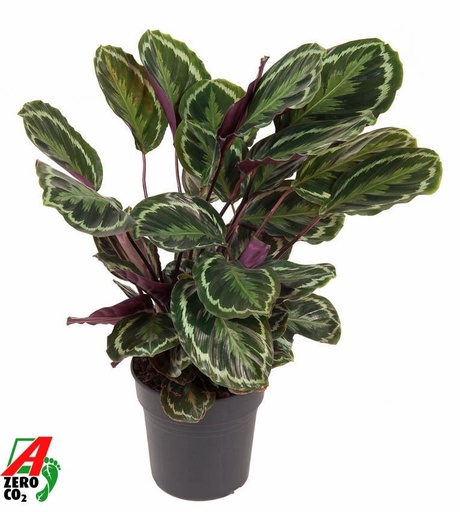 "Korbmarante (Calathea medallion) – pflegeleichte Zimmerpflanze, Topf-Ø 24 cm, Höhe ca. 80 cm image"