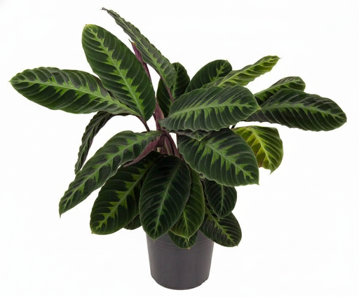 "Calathea warscewiczii (Calathea warscewiczii) – pflegeleichte Zimmerpflanze, Topf-Ø 24 cm, Höhe ca. 90 cm image"