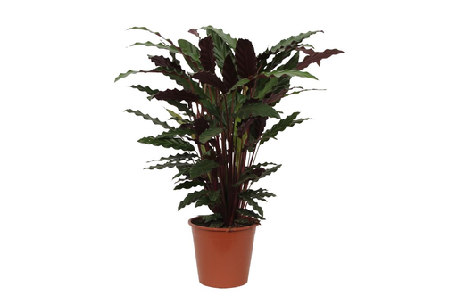 "Korbmarante (Calathea warscewiczii) – pflegeleichte Zimmerpflanze, Topf-Ø 19 cm, Höhe ca. 80 cm image"
