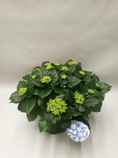 "Hydrangea Early Blue - Ø23cm - ↕45cm image"