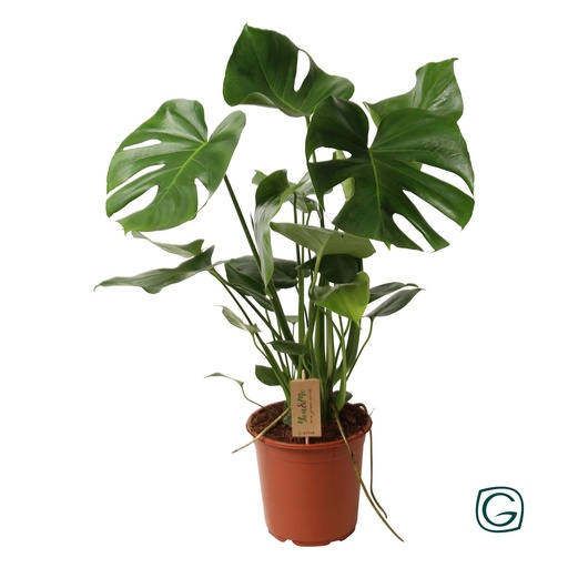 "Fensterblatt (Monstera deliciosa) – pflegeleichte Zimmerpflanze, Topf-Ø 21 cm, Höhe ca. 60 cm image"