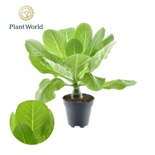 "Brighamia Insignis 'Hawaii Palme' P12 - Ø12cm - ↕37cm image"