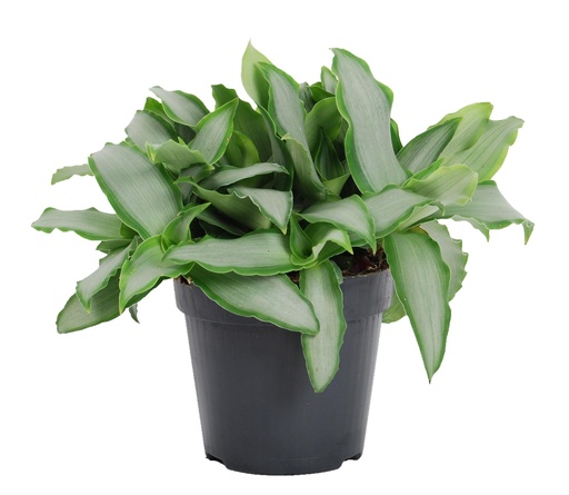 "Murdannia Loriformus 'Heller Stern' - Ø12cm - ↕20cm image"