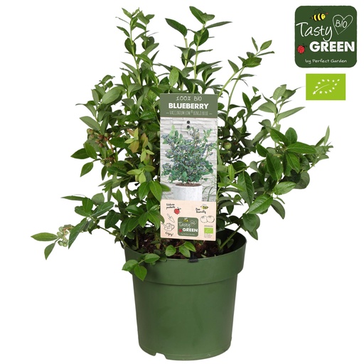 "Vaccinium Cor. 'Bingo Blue' Bio - Blaubeere - Ø23cm - ↕50cm image"