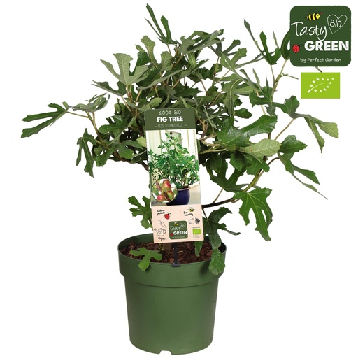 "Ficus Carica 'Little Miss Figgy' Bio - Feige - Ø23cm - ↕50cm image"