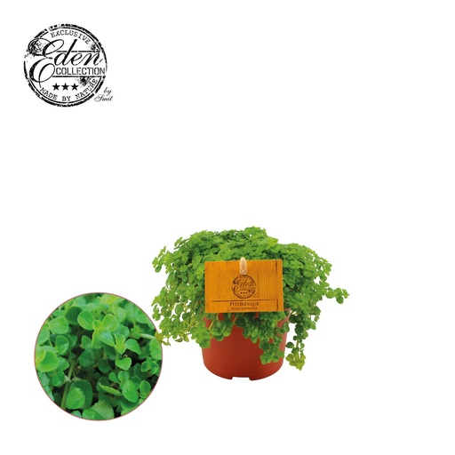 "Niedergedrückte Kanonierpflanze (Pilea depressa) – pflegeleichte Zimmerpflanze, Topf-Ø 10,5 cm, Höhe ca. 15 cm image"