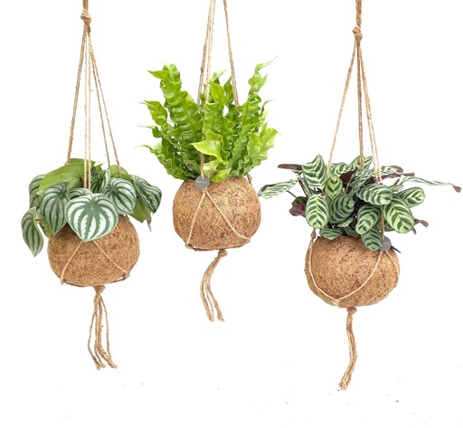 "Kokodama Jungle Mix - 3 Stücke - Ø17cm - ↕28cm image"