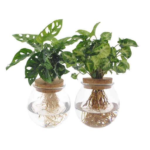 "Bolglas Duo Monstera Adansonii/Syngonium Green - 2 Stücke - Topf-Ø 12 cm - Höhe ca. 12 cm-30cm image"