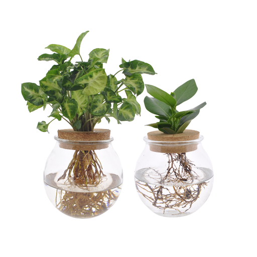 "Bolglas Duo Clusia/Syngonium Green - 2 Stücke - Topf-Ø 12 cm - Höhe ca. 30 cm image"