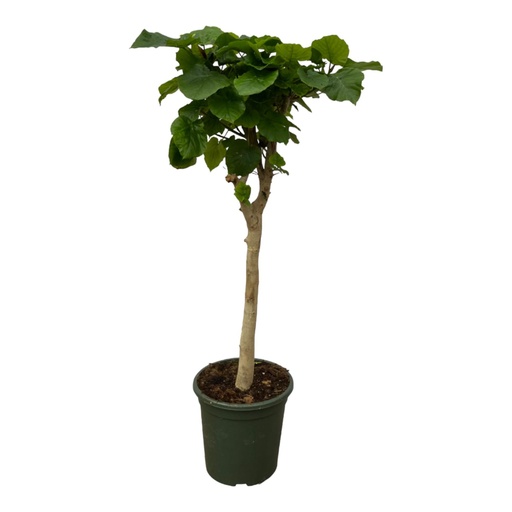 "Ficus Umbellata Stamm - 180 cm - Ø45cm image"