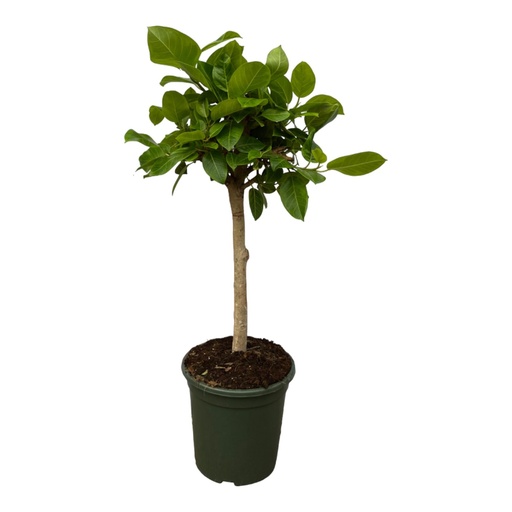 "Riesenfeige (Ficus altissima) – pflegeleichte Zimmerpflanze, Topf-Ø 21 cm, Höhe ca. 100 cm image"