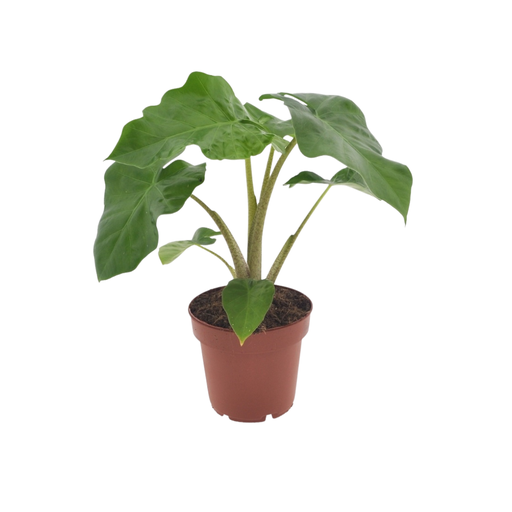 "Alocasia Low Raider - 40 cm - Ø12cm image"