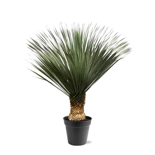 "Blaue Palmlilie (Yucca rostrata) – pflegeleichte Zimmerpflanze, Höhe ca. 150 cm image"