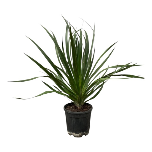 "Dracaena Draco - 100 cm - Ø24cm image"