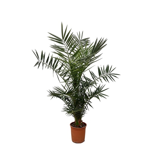 "Phoenix Canariensis - 140 cm - Ø27cm image"