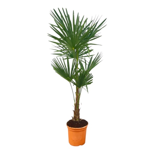"Trachycarpus Fortuneii - 120-160cm - Ø27 image"