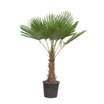 "Trachycarpus Fortuneii - 180-220 cm - Ø32-40cm image"