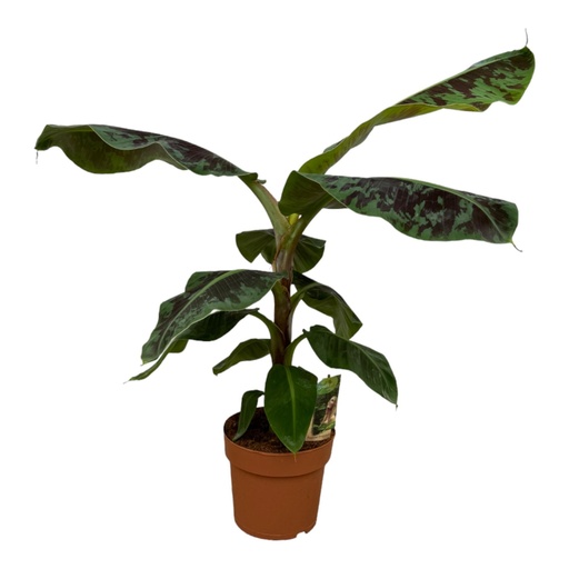 "Bananenpflanze (Musa acuminata) – pflegeleichte Zimmerpflanze, Höhe ca. 70 cm image"