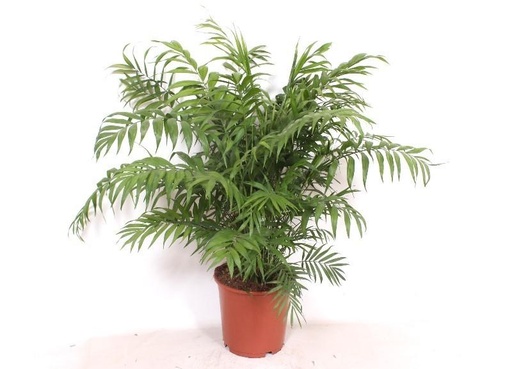 "Chamaedorea Elegans - 100 cm - Ø24cm image"