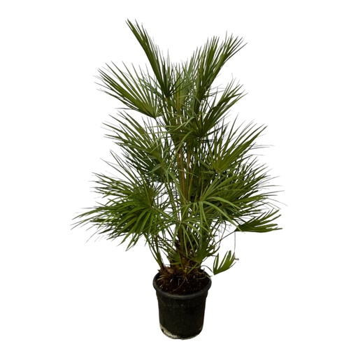 "Chamaerops Humilis - 130 cm - Ø24cm image"